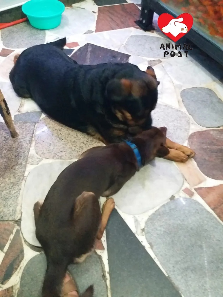 4 囡囡（上）與Roy（下）。.jpg