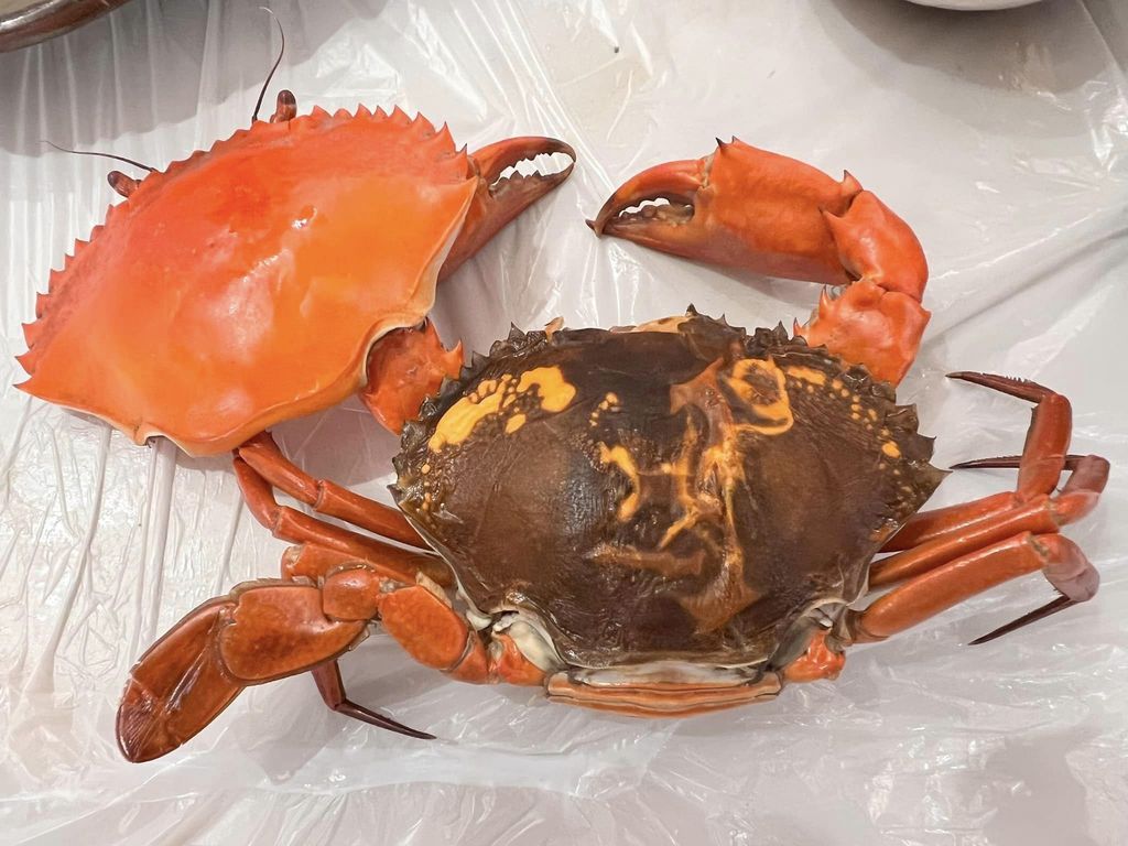 1重皮蟹.jpg