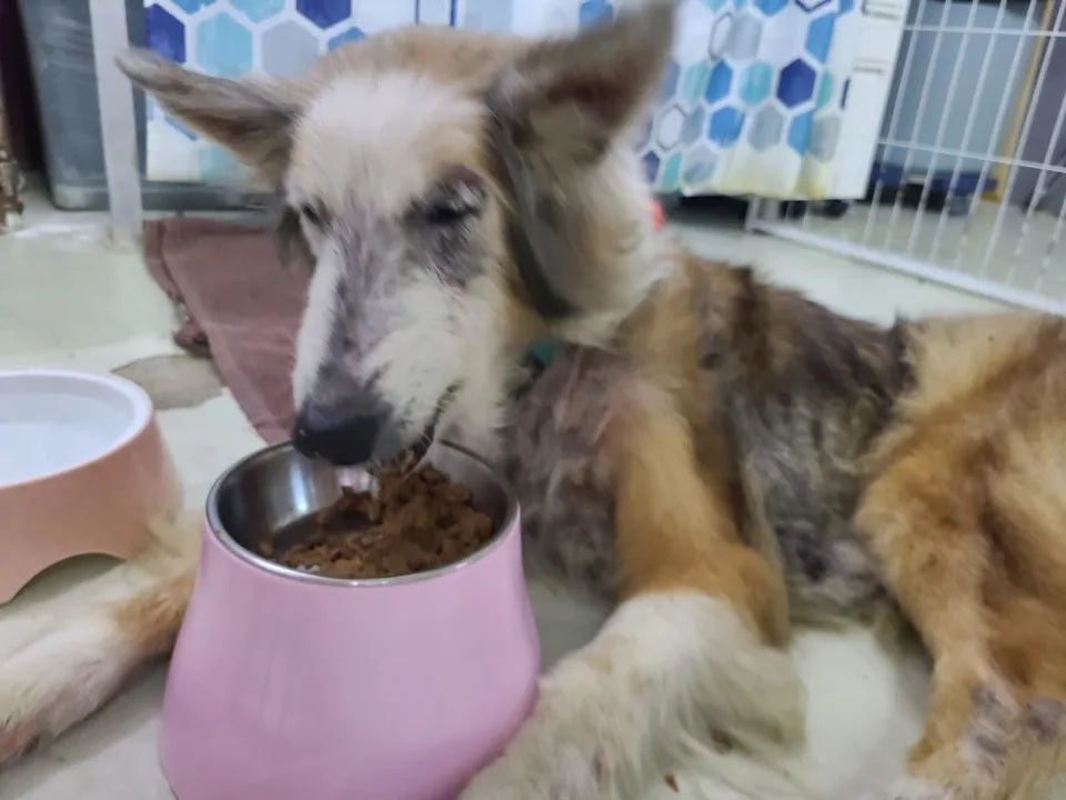 8  狗狗現時由毛守Kent照顧。.jpg