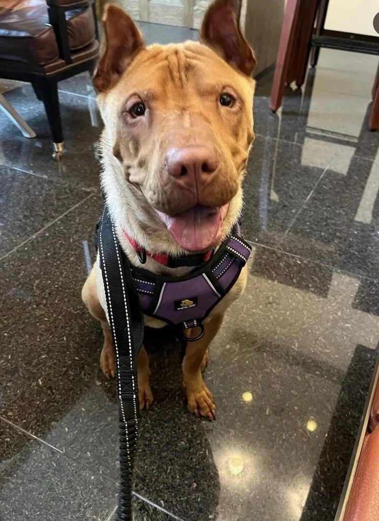 1 義工再為狗狗尋家。.jpg