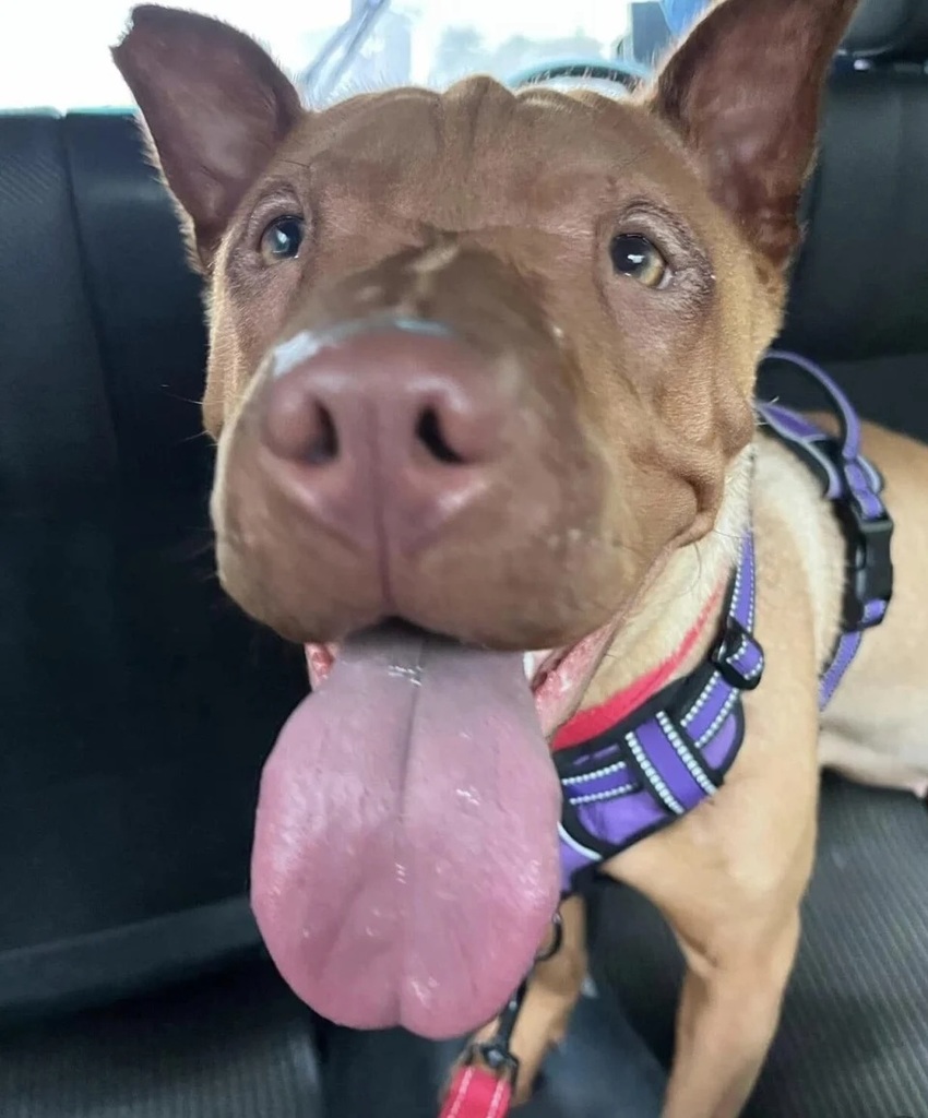 2 狗狗愛和人親近，卻因此被領養人退回。.jpg