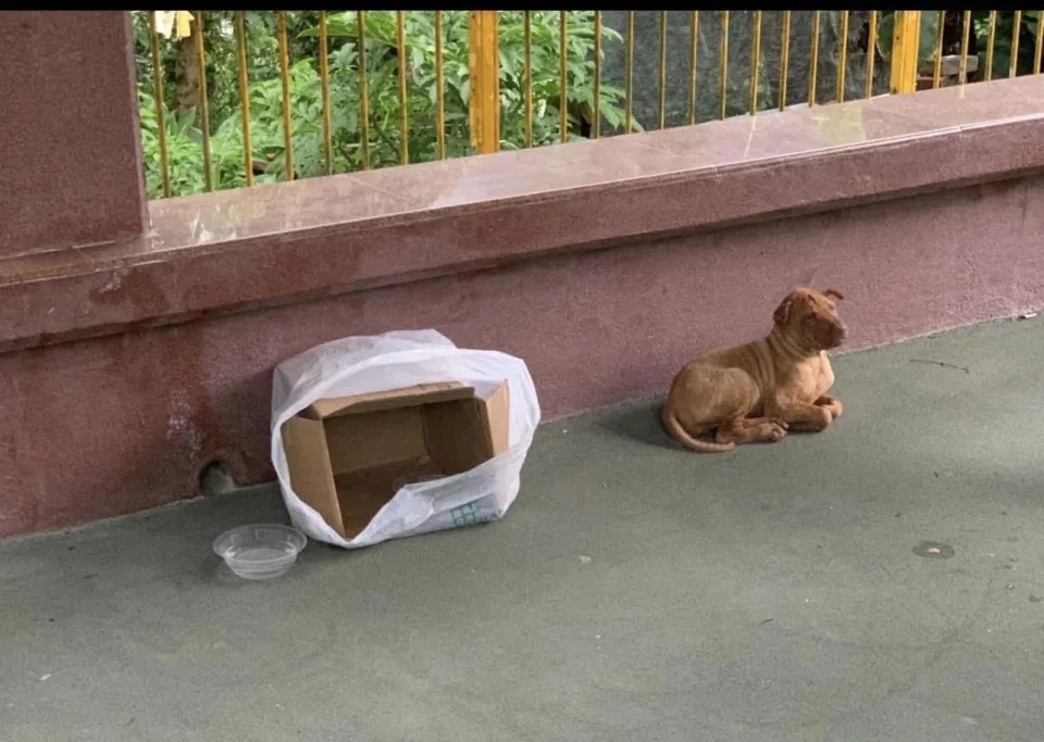 4 狗狗在去年八號風球當天被人遺棄。.jpg