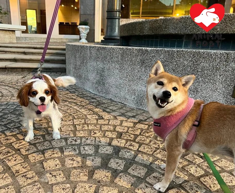 3 一班業主努力為狗狗爭取合理的居住權利。.jpg