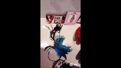 Masks Shoes_b - Copy.gif