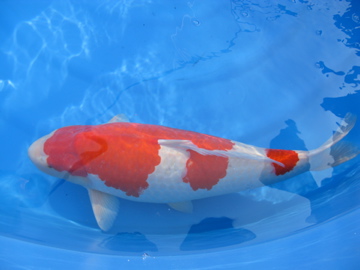 2010年全場總冠軍