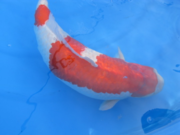 2010年全場總冠軍