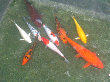 黃色那條游走了，後來要再買另一條。