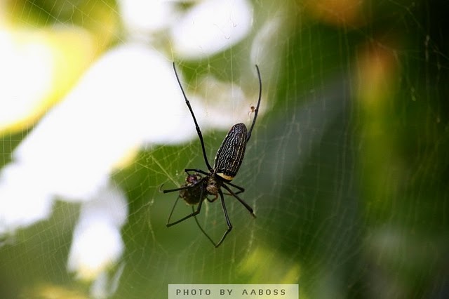 Spider to post 2.jpg