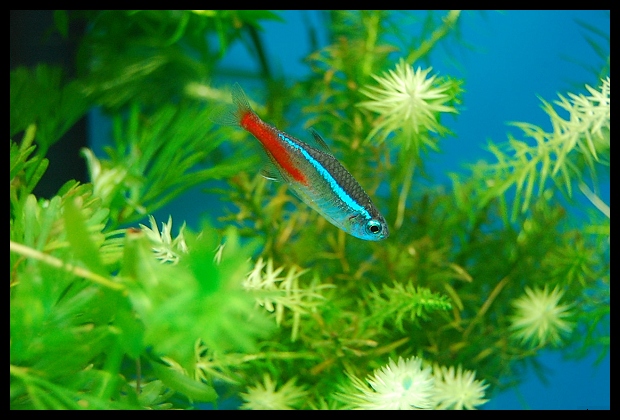 紅蓮燈,体色較淡,紅色比較少~~