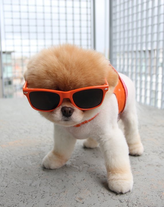 Puppy_Cool.jpg