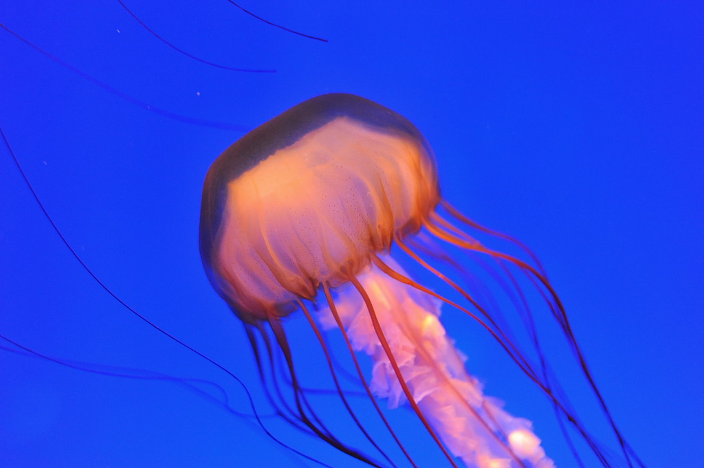 ocean park 002.JPG