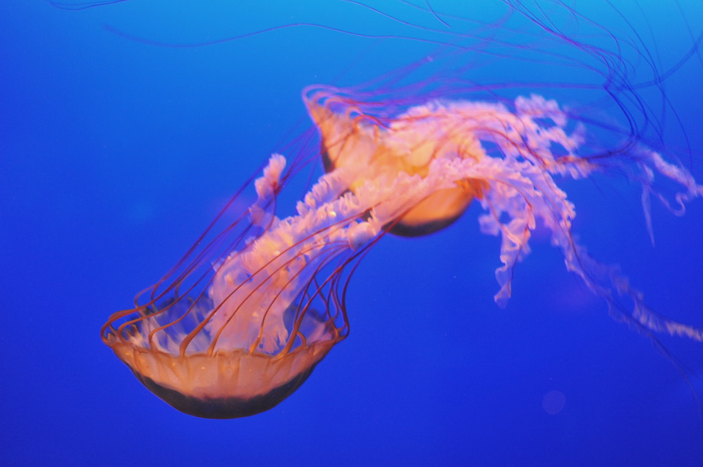 ocean park 003.JPG