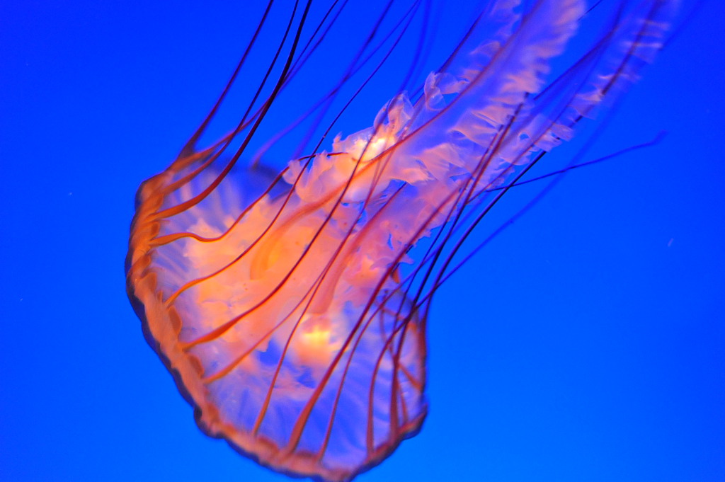 ocean park 005.JPG