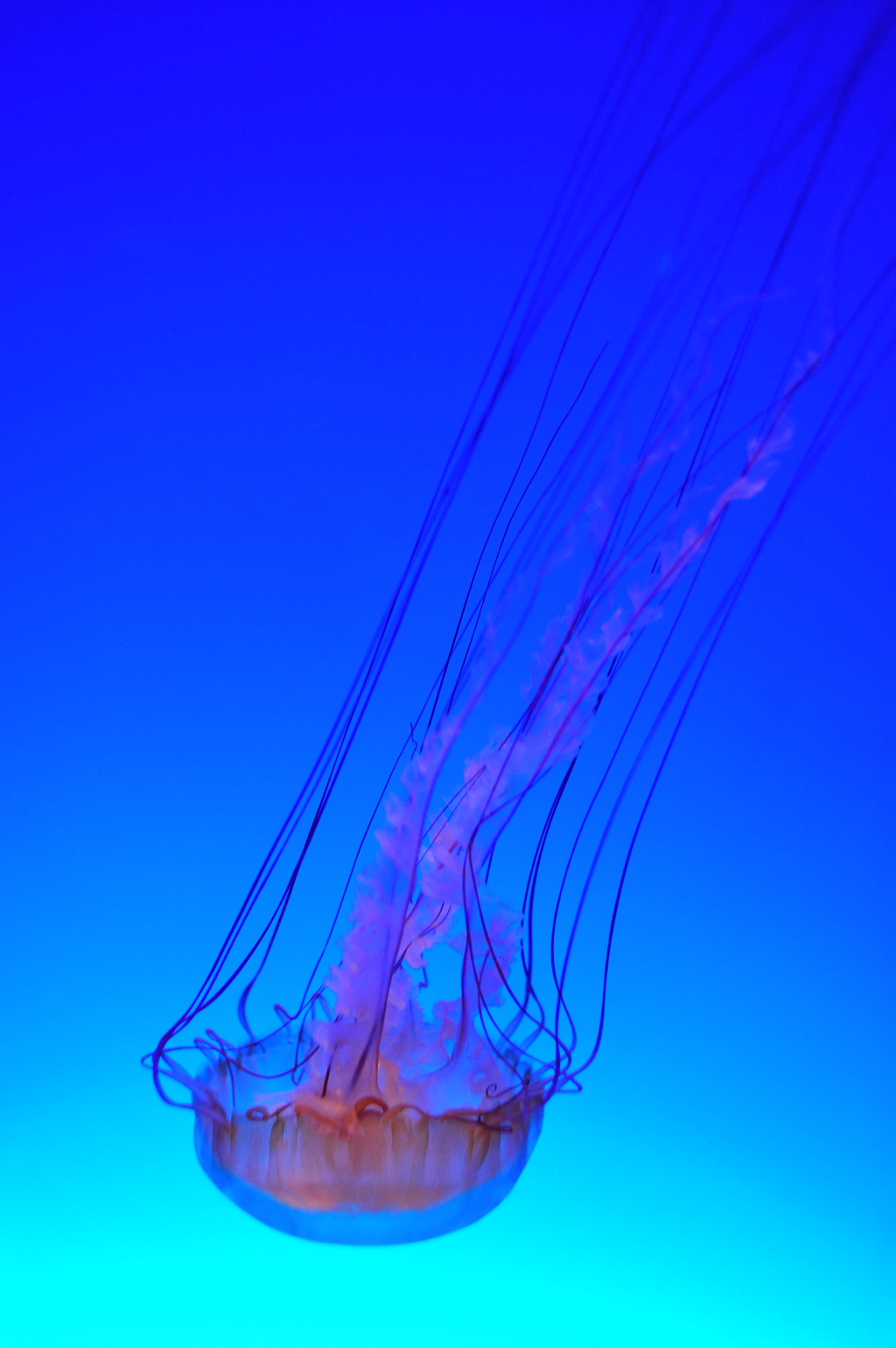 ocean park 007.JPG