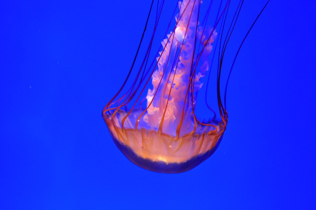 ocean park 008.JPG