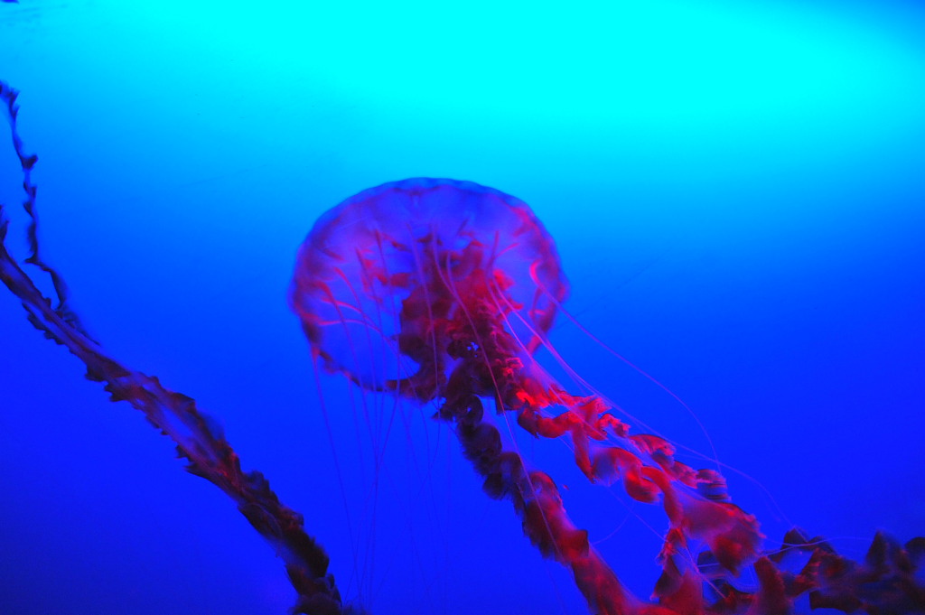 ocean park 011.JPG
