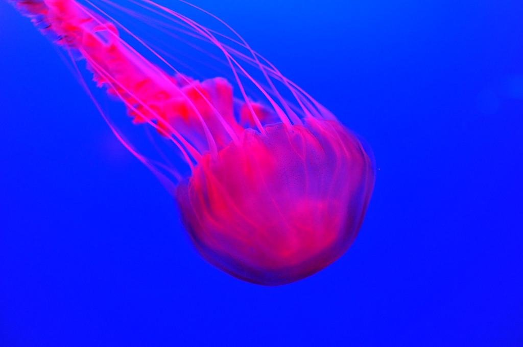 ocean park 016.JPG