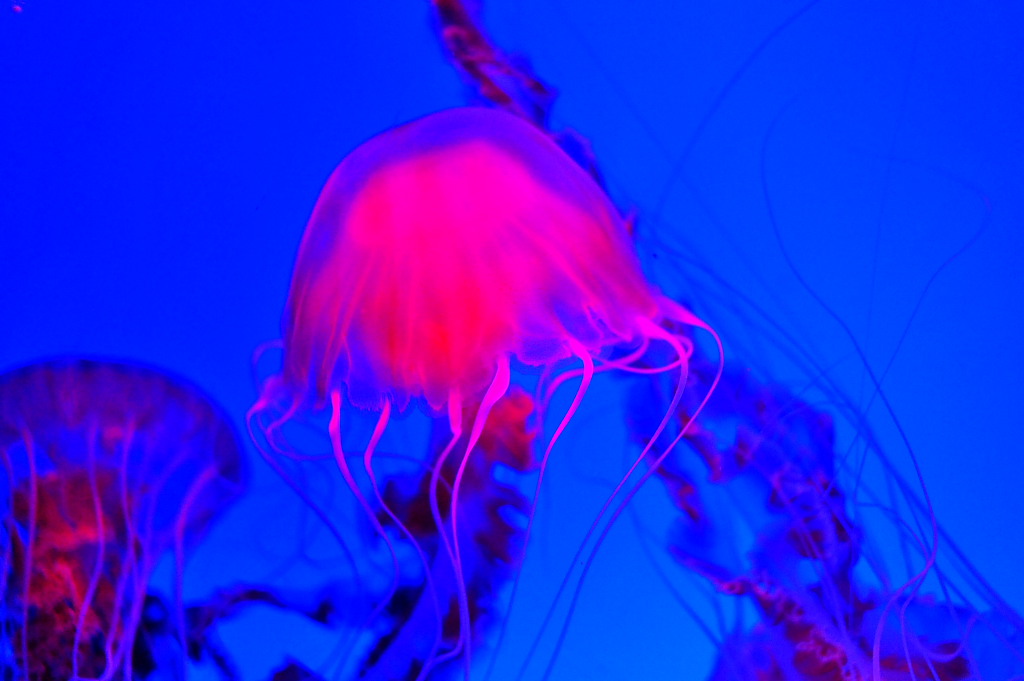 ocean park 014.JPG