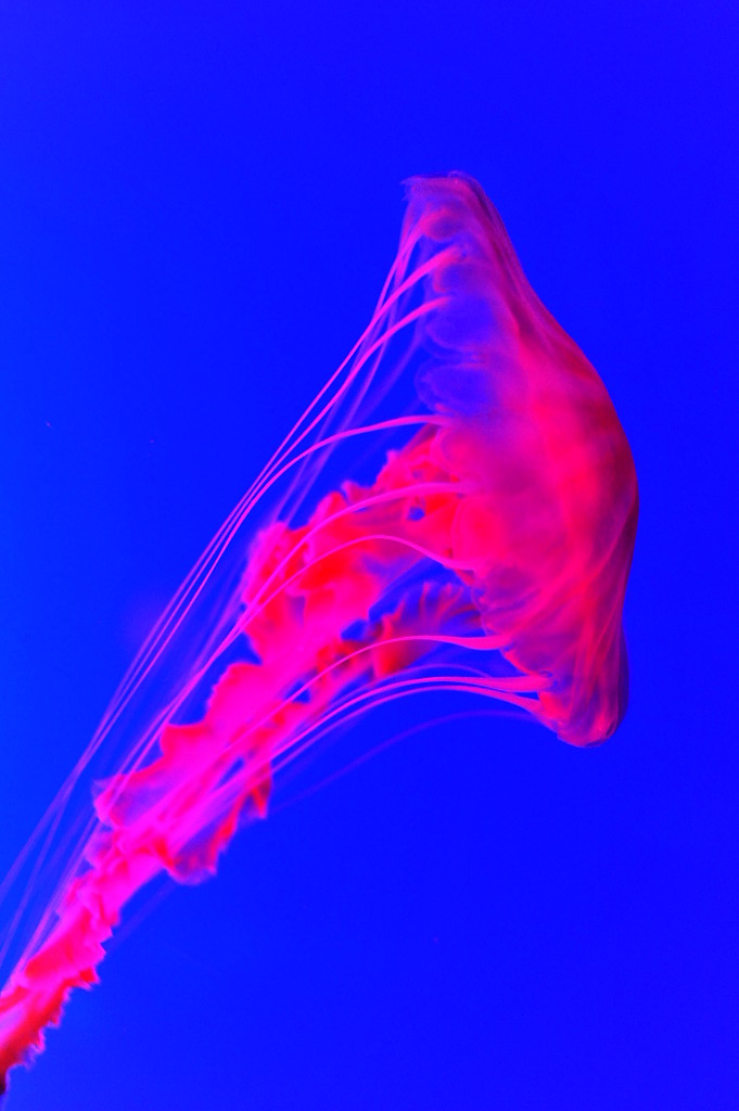 ocean park 018.JPG