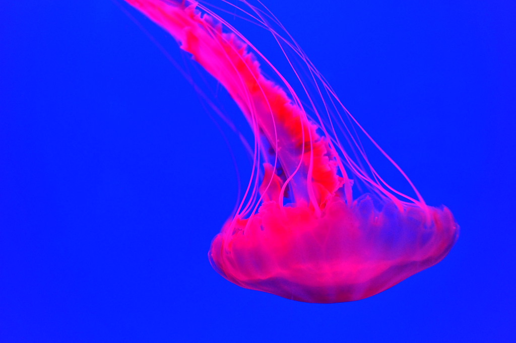 ocean park 021.JPG