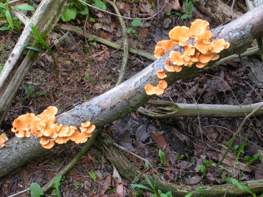 DSCN3083.JPG
