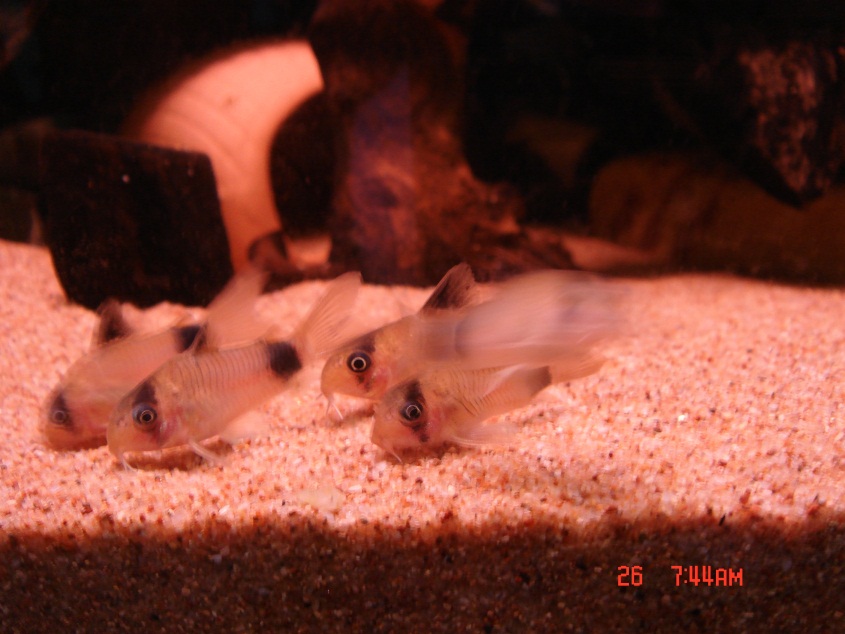 活潑係佢的性格