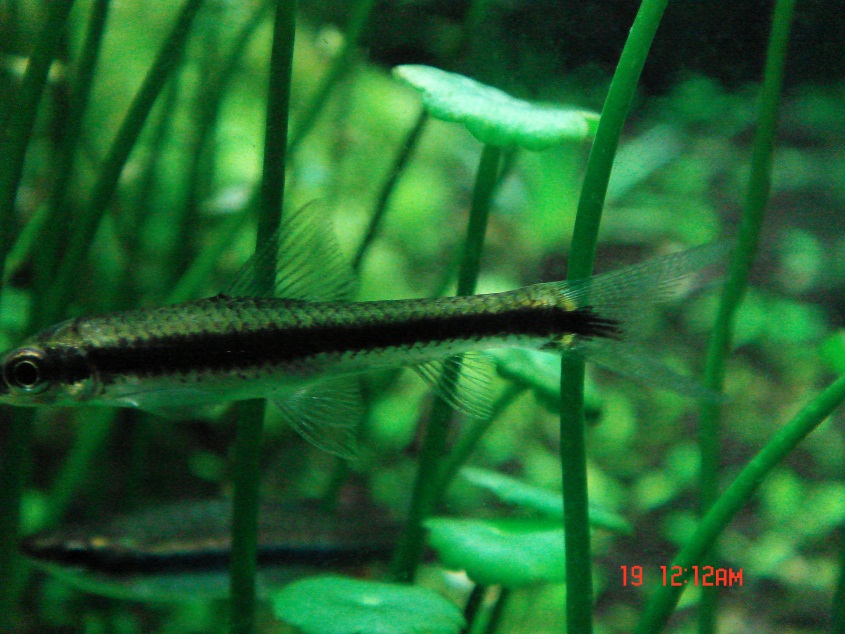 黑帶要穿尾鰭先係正貨