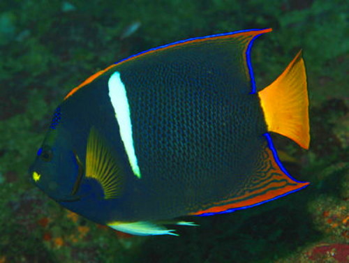 一幢仙 - 雖然生石，依然搶食，惡