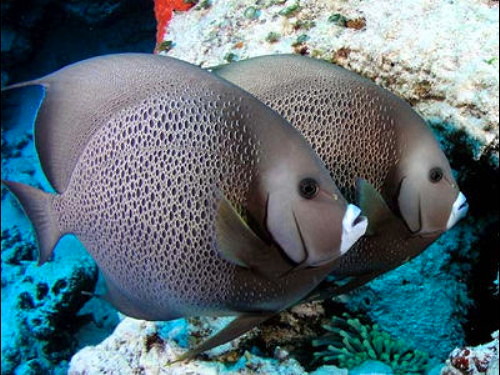 灰仙  - 新買Q魚中，好態