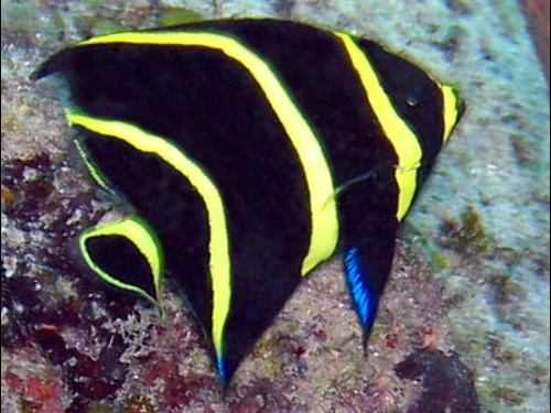 法仙 - 活潑搶食，惡