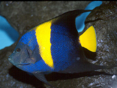 阿拉伯仙 - 咀生石，康復中