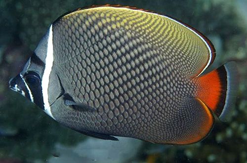 珠碟 - 弱勢，唔樂觀