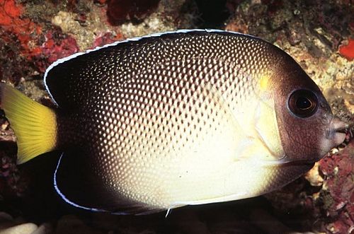 珠仙 - OK活潑，但唔夠魚搶