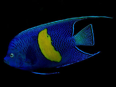 紫月 - 活潑搶食+惡