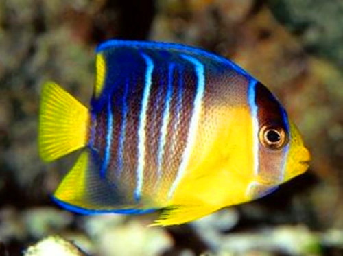 藍仙 - 活潑搶食