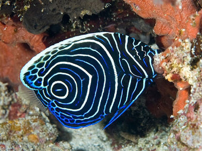 藍圈 - 健在，但唔多開口