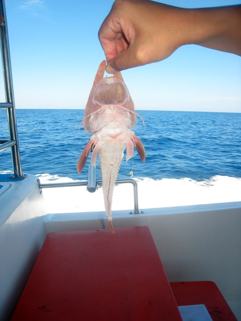 有人左沙巴釣過
