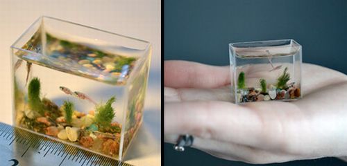 Anatoly-Konenko-smallest-aquarium.jpg