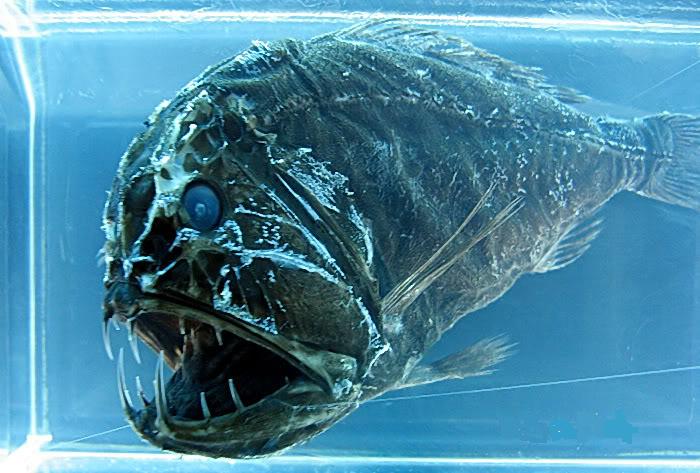 AnoplogastercornutaFangtoothfish.jpg