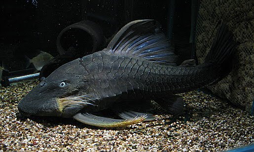FISH005.jpg