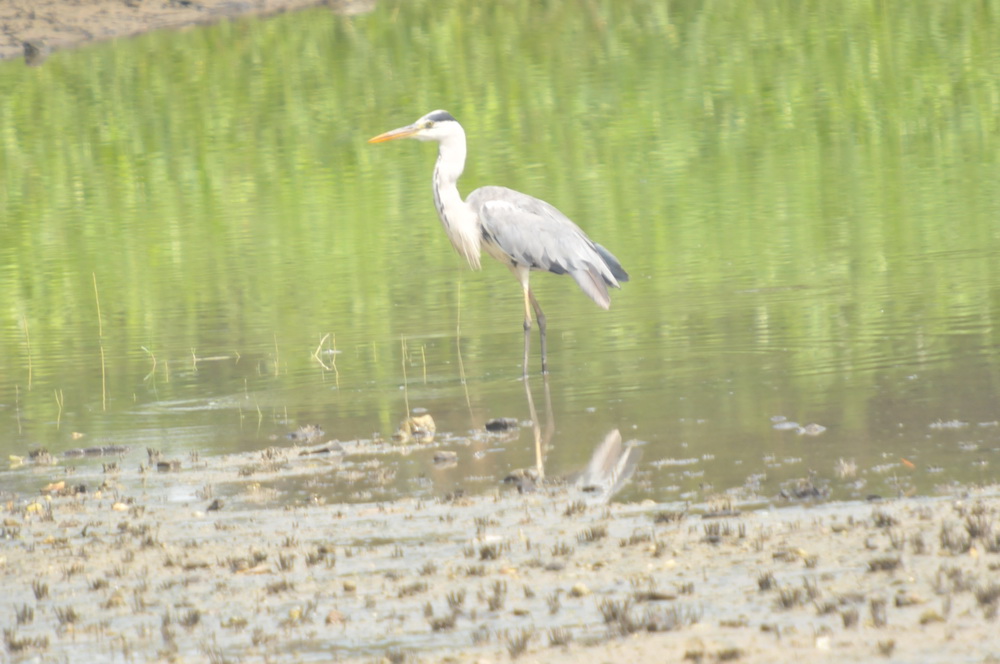 DSC_3385.jpg