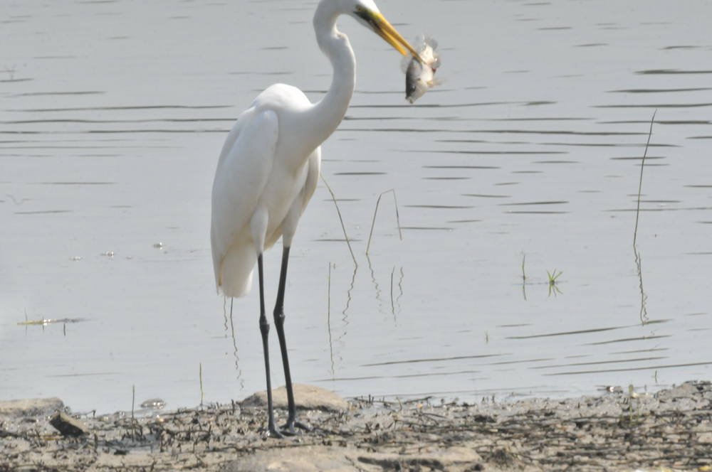 DSC_3423.jpg