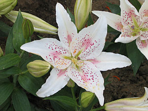 300px-Glio_Lily1.jpg