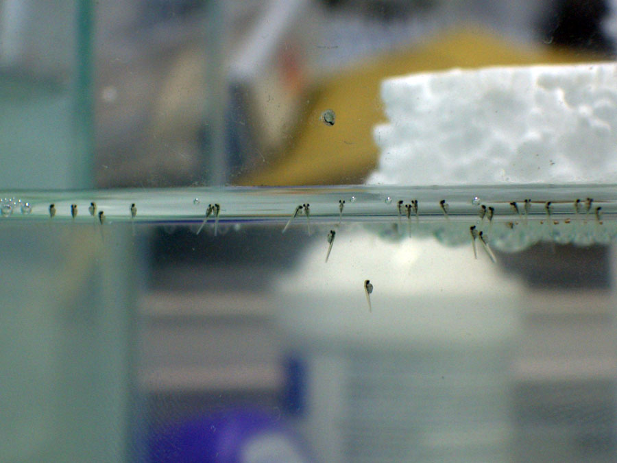 孵出來的打魚仔