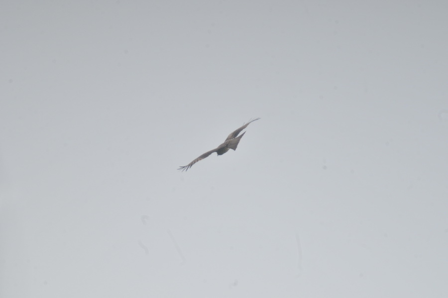 DSC_4851.jpg