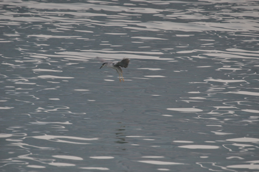 DSC_6253.jpg