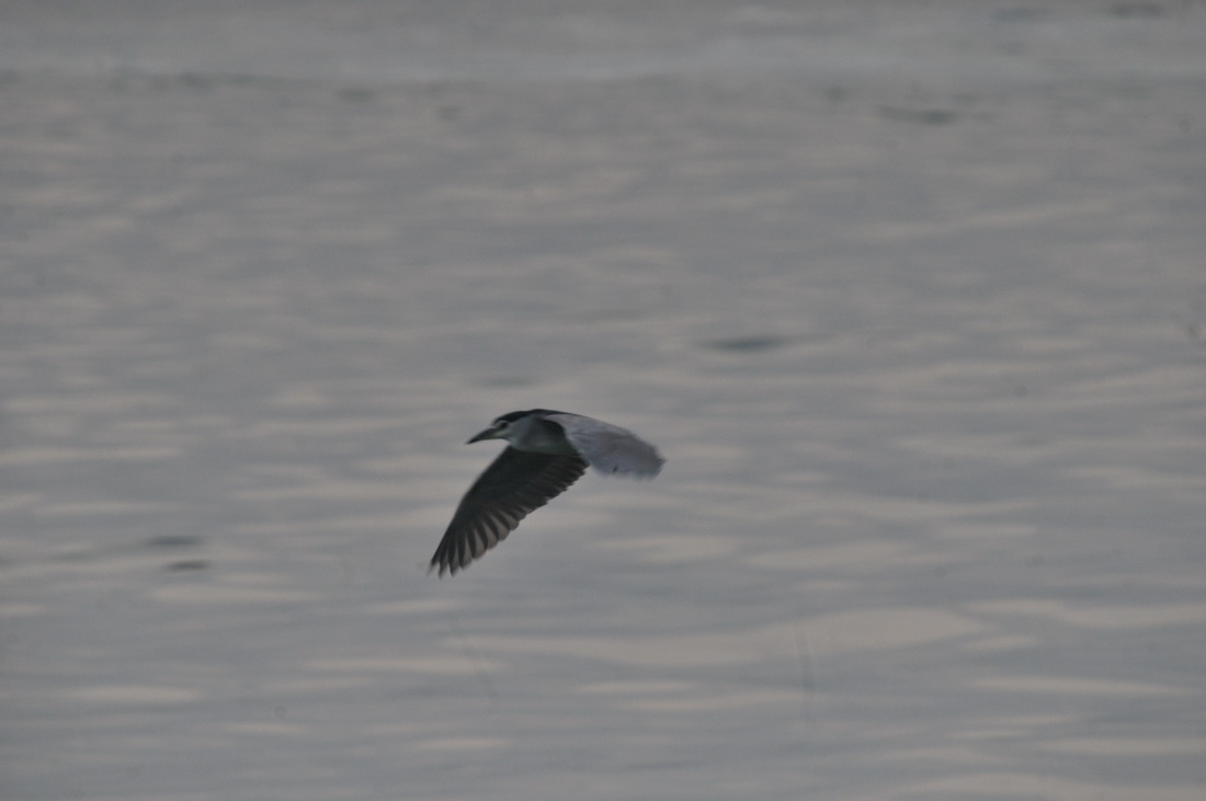 DSC_6289.jpg