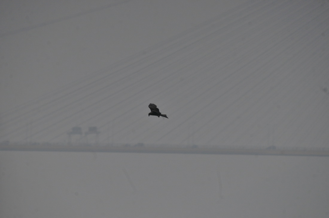 DSC_6428.jpg