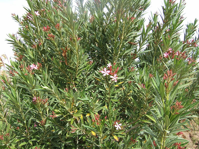 798px-Nerium_oleander_wild2.jpg