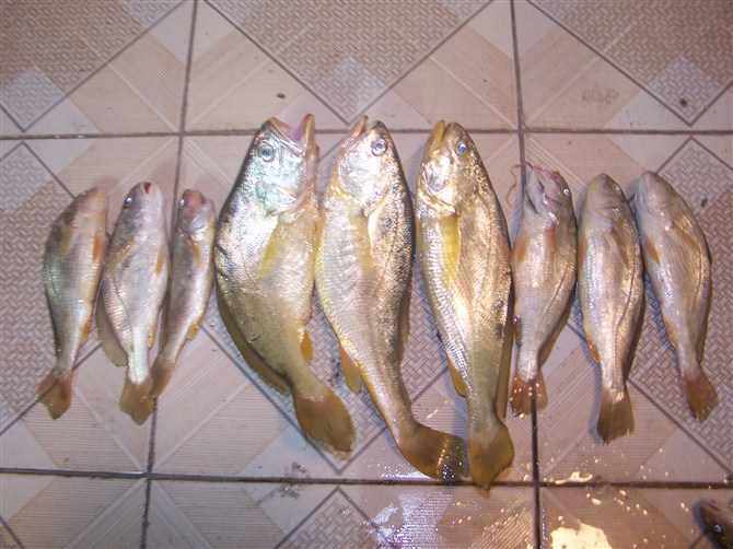 黃花，傍邊係石滑